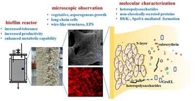 Clostridium acetobutylicum Biofilm: Advances in Understanding the Basis